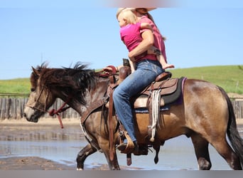 Gypsy Horse Mix, Gelding, 4 years, 13.2 hh, Buckskin