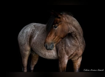 Tinker Mix, Wallach, 4 Jahre, 13,2 hh, Roan-Bay