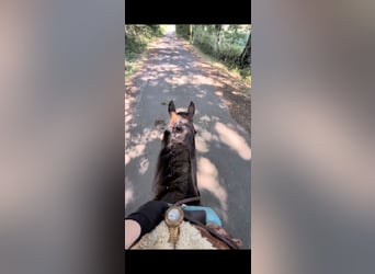 Gypsy Horse Mix, Gelding, 4 years, 13.2 hh, Smoky-Black