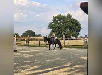 Gypsy Horse Mix, Gelding, 4 years, 13.2 hh, Smoky-Black