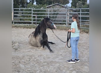 Gypsy Horse Mix, Gelding, 4 years, 13.2 hh, Smoky-Black