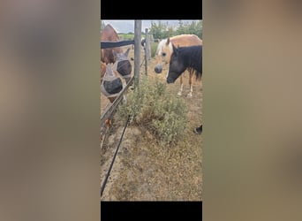 Gypsy Horse Mix, Gelding, 4 years, 13.2 hh, Smoky-Black