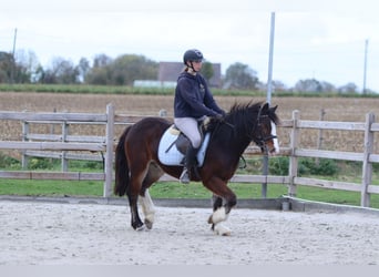 Gypsy Horse, Gelding, 4 years, 13.3 hh, Brown