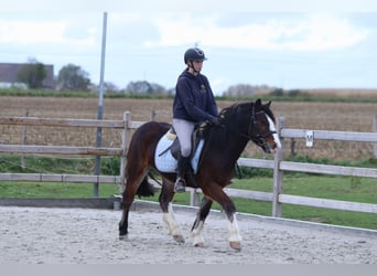 Gypsy Horse, Gelding, 4 years, 13.3 hh, Brown