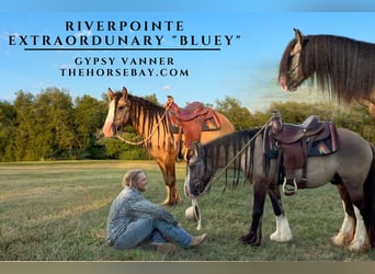 Gypsy Horse, Gelding, 4 years, 13.3 hh, Grullo