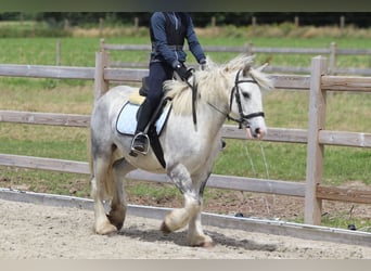 Gypsy Horse, Gelding, 4 years, 13 hh, Gray-Blue-Tan