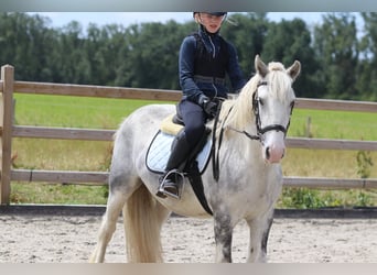 Gypsy Horse, Gelding, 4 years, 13 hh, Gray-Blue-Tan