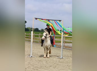 Gypsy Horse, Gelding, 4 years, 13 hh, Gray-Blue-Tan