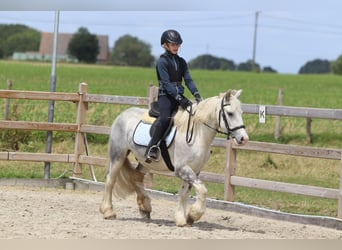 Gypsy Horse, Gelding, 4 years, 13 hh, Gray-Blue-Tan