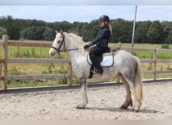 Gypsy Horse, Gelding, 4 years, 13 hh, Gray-Blue-Tan