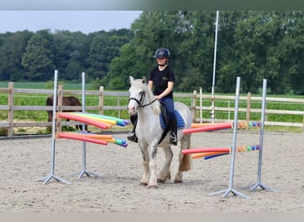 Gypsy Horse, Gelding, 4 years, 13 hh, Gray-Blue-Tan