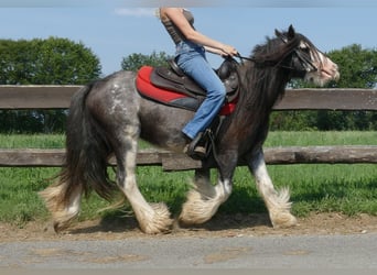 Gypsy Horse, Gelding, 4 years, 13 hh, Gray-Dark-Tan