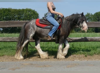 Gypsy Horse, Gelding, 4 years, 13 hh, Gray-Dark-Tan