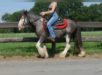 Gypsy Horse, Gelding, 4 years, 13 hh, Gray-Dark-Tan