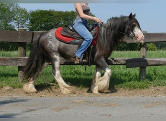 Gypsy Horse, Gelding, 4 years, 13 hh, Gray-Dark-Tan