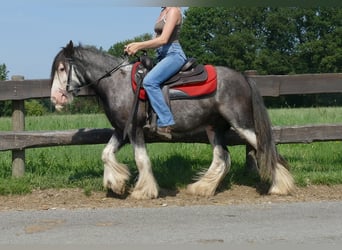 Gypsy Horse, Gelding, 4 years, 13 hh, Gray-Dark-Tan