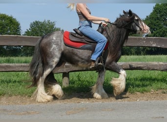 Gypsy Horse, Gelding, 4 years, 13 hh, Gray-Dark-Tan