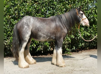 Gypsy Horse, Gelding, 4 years, 13 hh, Gray-Dark-Tan