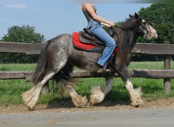 Gypsy Horse, Gelding, 4 years, 13 hh, Gray-Dark-Tan