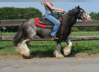 Gypsy Horse, Gelding, 4 years, 13 hh, Gray-Dark-Tan