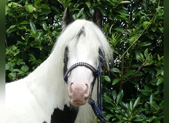 Gypsy Horse, Gelding, 4 years, 13 hh, Pinto