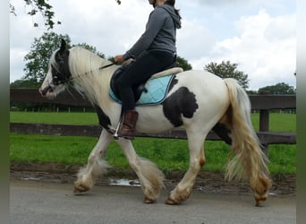 Gypsy Horse, Gelding, 4 years, 13 hh, Pinto
