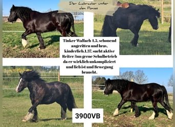 Gypsy Horse, Gelding, 4 years, 13,1 hh, Black
