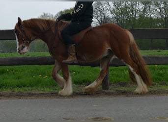 Gypsy Horse, Gelding, 4 years, 13,1 hh, Chestnut-Red