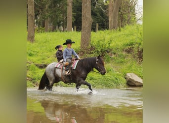 Gypsy Horse Mix, Gelding, 4 years, 13,2 hh, Roan-Blue