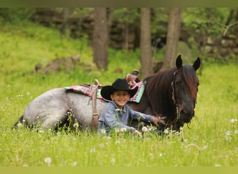 Gypsy Horse Mix, Gelding, 4 years, 13,2 hh, Roan-Blue