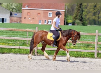 Gypsy Horse, Gelding, 4 years, 14.1 hh, Brown