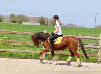 Gypsy Horse, Gelding, 4 years, 14.1 hh, Brown