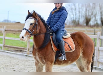 Gypsy Horse, Gelding, 4 years, 14,1 hh, Brown-Light