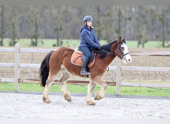 Gypsy Horse, Gelding, 4 years, 14,1 hh, Brown-Light