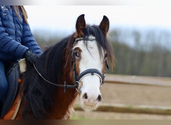 Gypsy Horse, Gelding, 4 years, 14,1 hh, Brown-Light