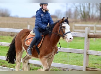 Gypsy Horse, Gelding, 4 years, 14,1 hh, Brown-Light