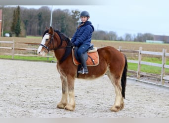 Gypsy Horse, Gelding, 4 years, 14,1 hh, Brown-Light