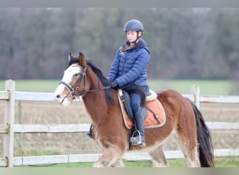 Gypsy Horse, Gelding, 4 years, 14,1 hh, Brown-Light