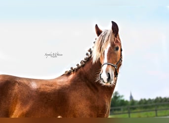 Gypsy Horse Mix, Gelding, 4 years, 14.1 hh, Chestnut-Red