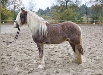 Gypsy Horse, Gelding, 4 years, 14.1 hh, Palomino