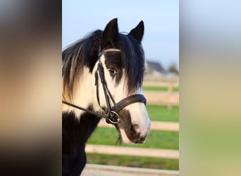 Gypsy Horse, Gelding, 4 years, 14,1 hh, Pinto