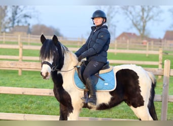 Gypsy Horse, Gelding, 4 years, 14,1 hh, Pinto