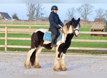 Gypsy Horse, Gelding, 4 years, 14,1 hh, Pinto