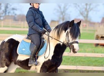 Gypsy Horse, Gelding, 4 years, 14,1 hh, Pinto