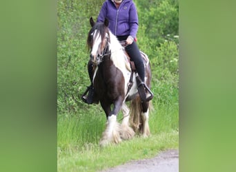 Gypsy Horse, Gelding, 4 years, 14.1 hh, Pinto