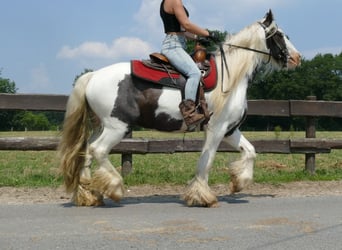 Gypsy Horse, Gelding, 4 years, 14.1 hh, Pinto