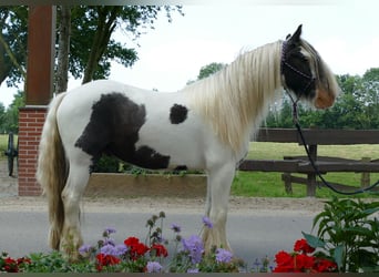 Gypsy Horse, Gelding, 4 years, 14.1 hh, Pinto