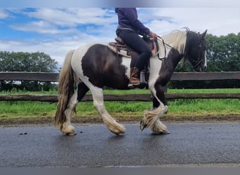 Gypsy Horse, Gelding, 4 years, 14.1 hh, Pinto