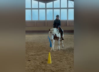 Gypsy Horse, Gelding, 4 years, 14,1 hh, Pinto