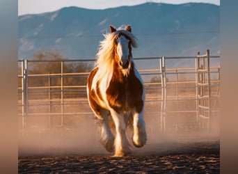 Gypsy Horse, Gelding, 4 years, 14,1 hh, Tobiano-all-colors